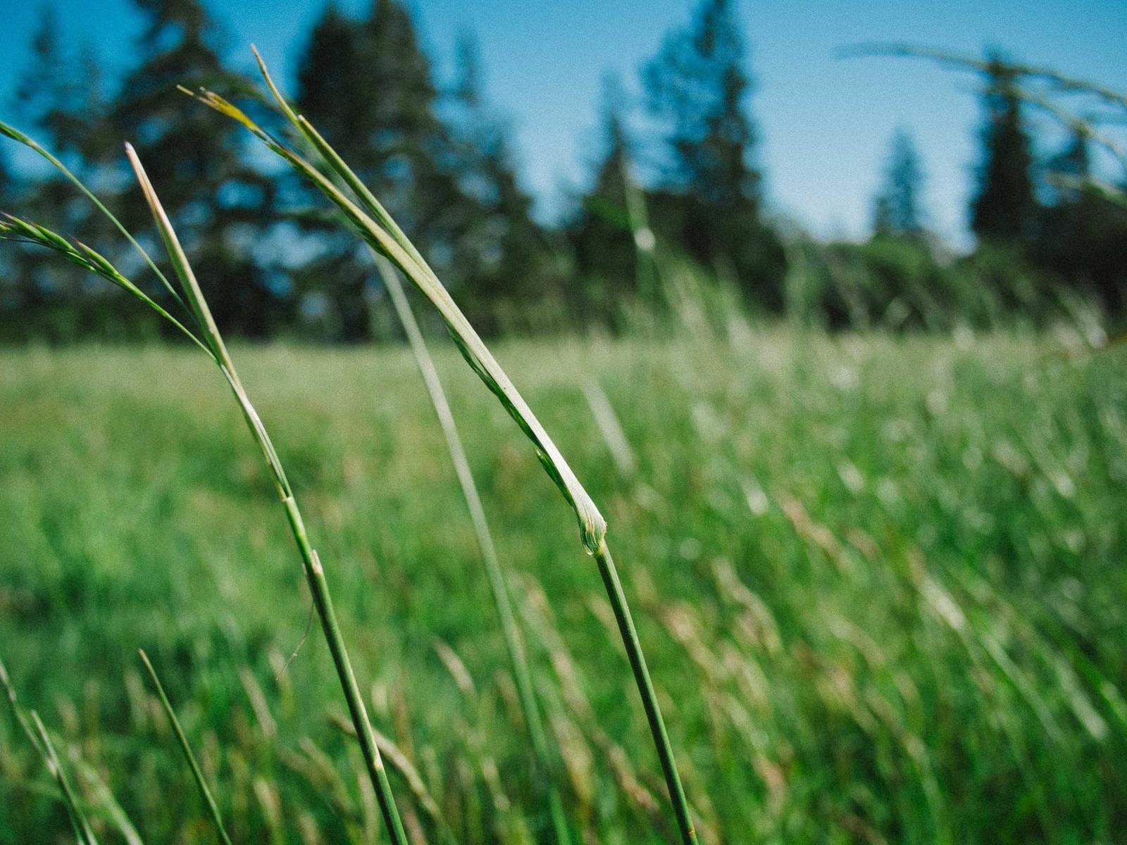 Macro landscape photograph annotated like a field survey