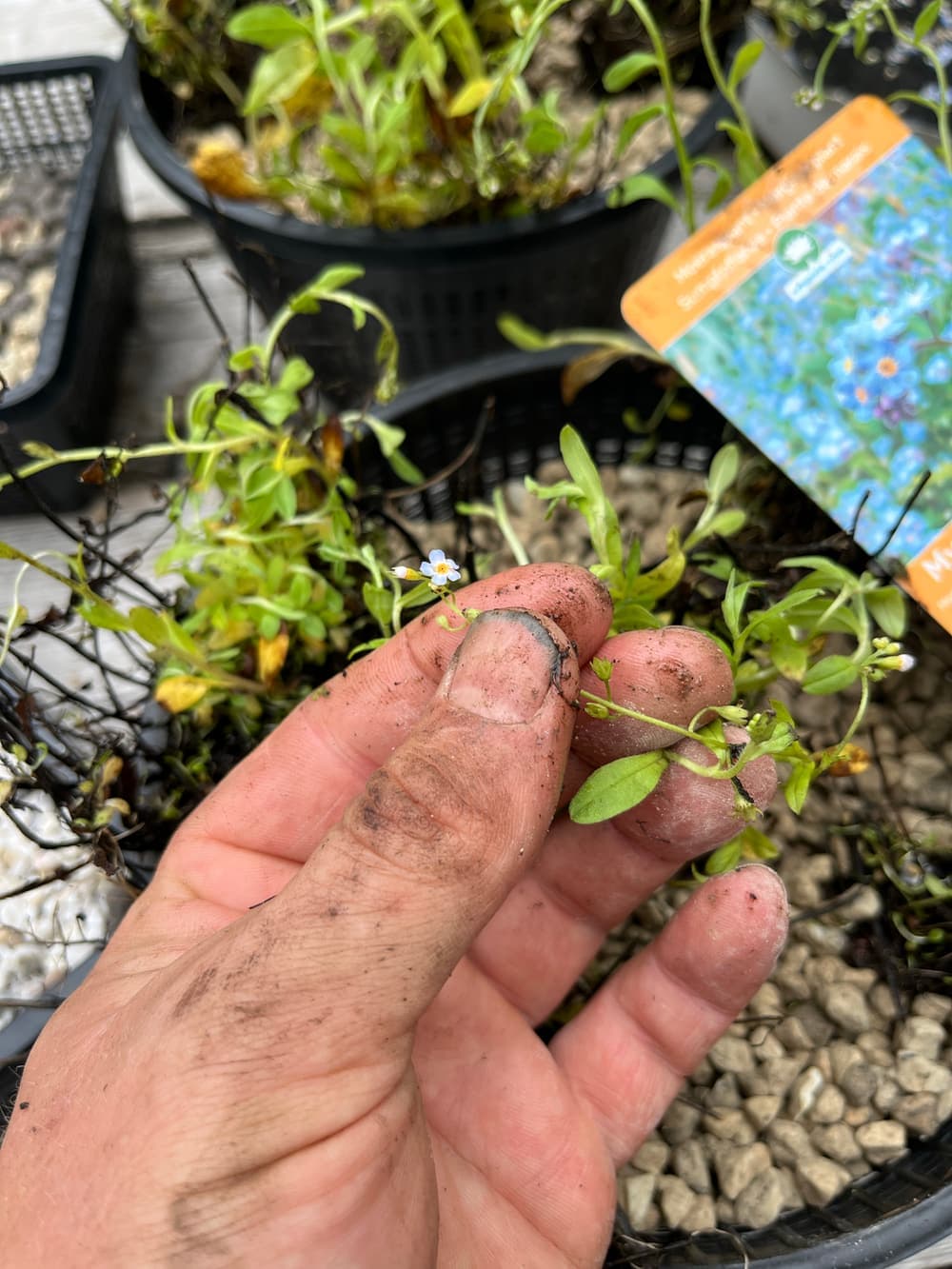 Een hand zet een jong vijverplantje in een plantmand met grind, met het plantlabel ernaast.