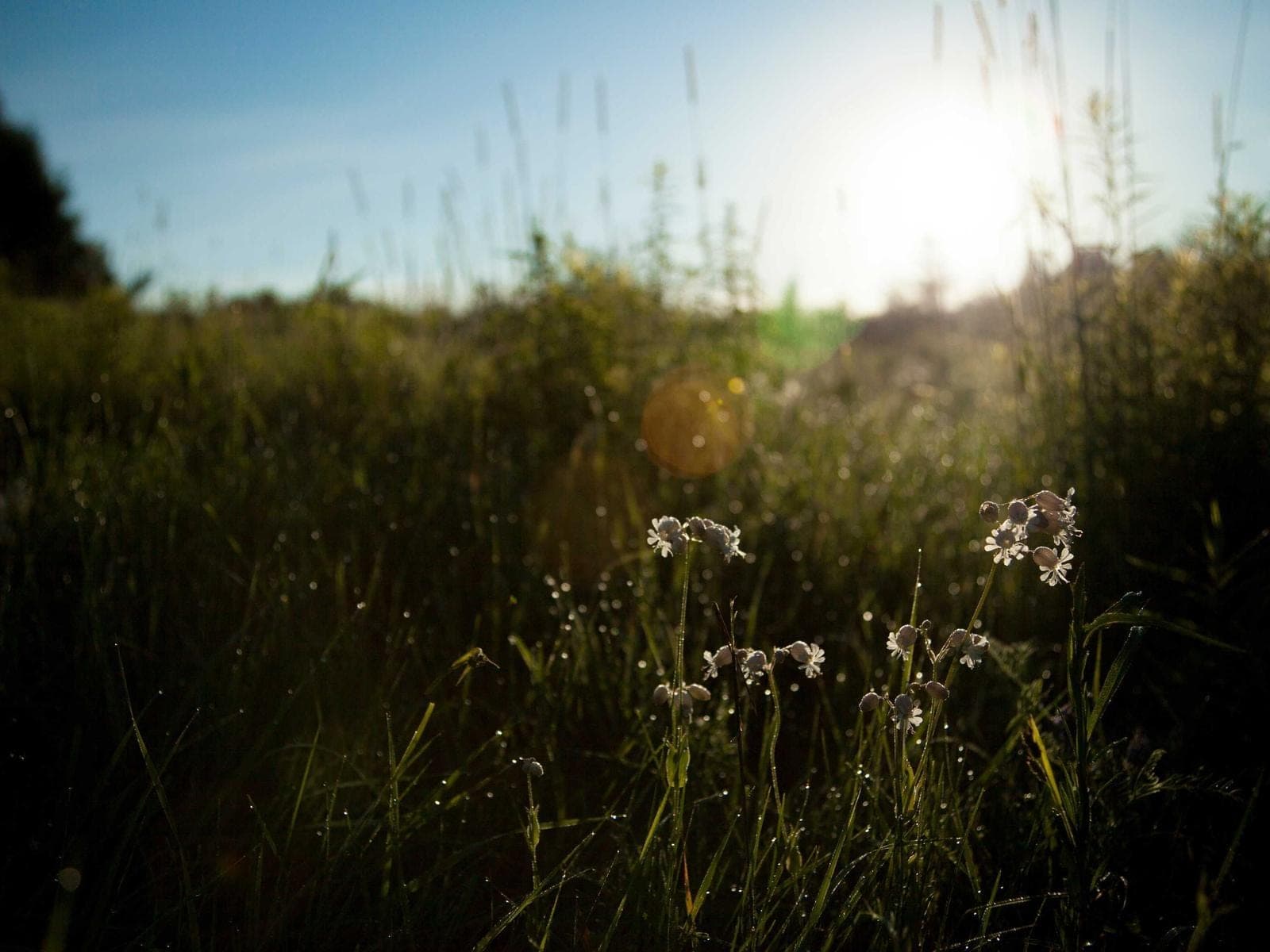 Een hoge, wilde weide in laag tegenlicht, met kleine witte bloemen op de voorgrond.
